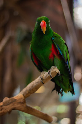 Parrot Images Parrot Images