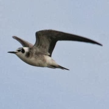 AMERICAN BLACK TERN