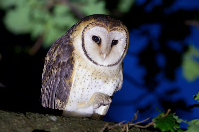 Masked Owl (Tyto novaehollandiae) Vulnerable