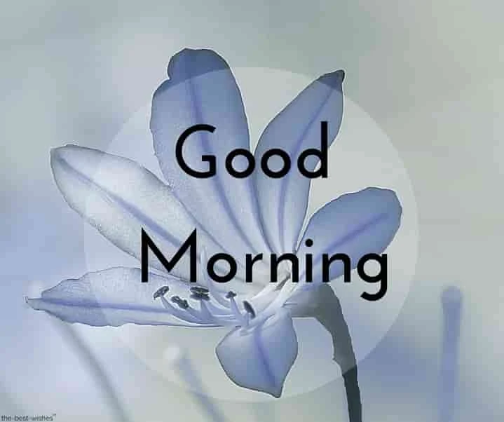 good morning picture with blue rose