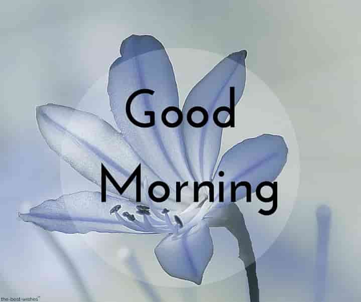 good-morning-picture-with-blue-rose good morning picture with blue rose