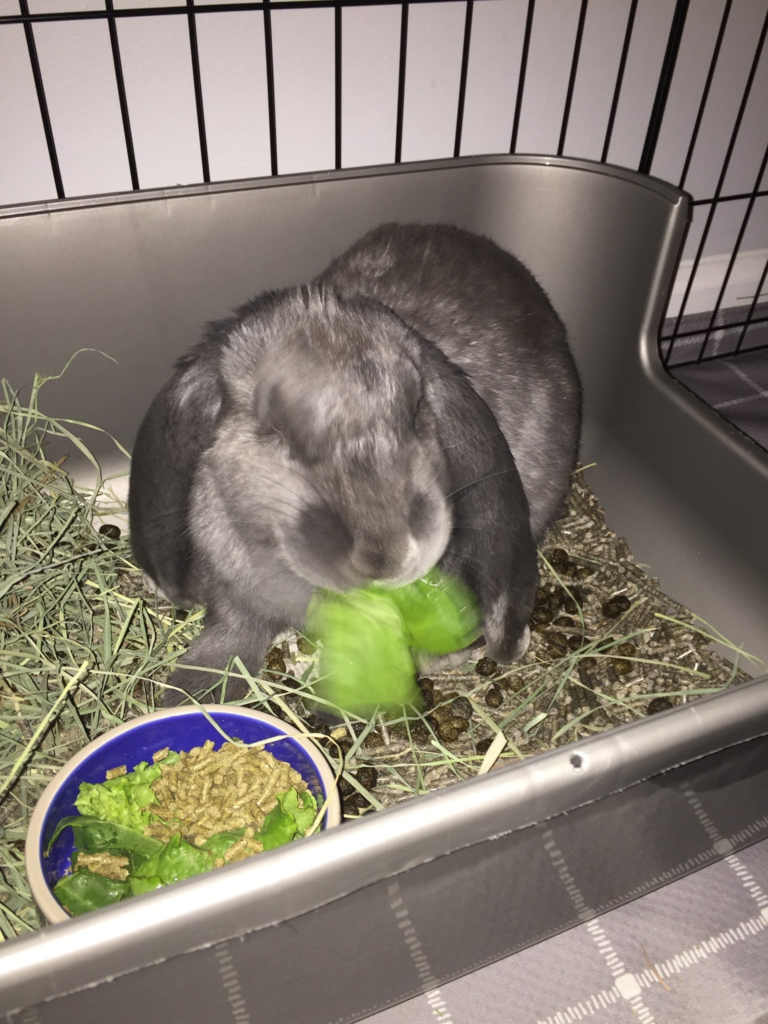 Litter Box Training 101 Because Every Bunny Poops