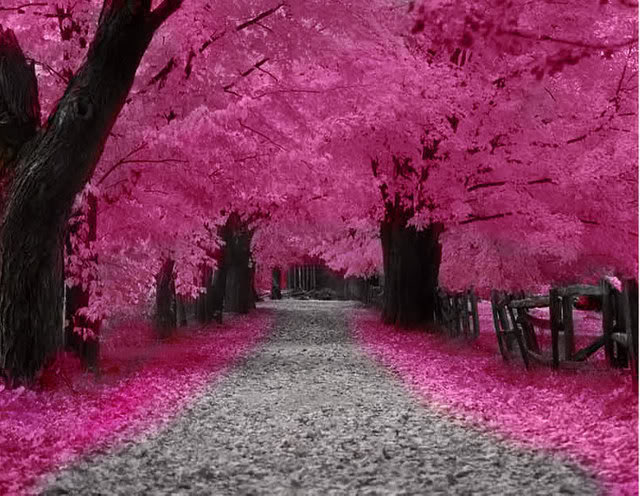 Pokok Sakura