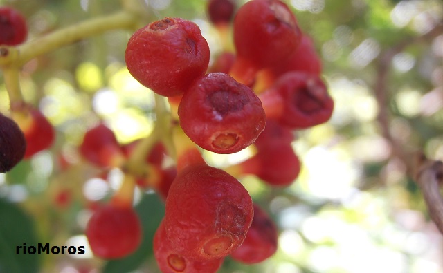 Frutos de BAYAS DE PÁJARO Psychotria capensis