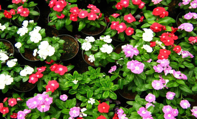 This plant is not less than any life, it has many medicinal properties. Funny Jokes This plant is not less than any life, it has many medicinal properties. Funny Jokes