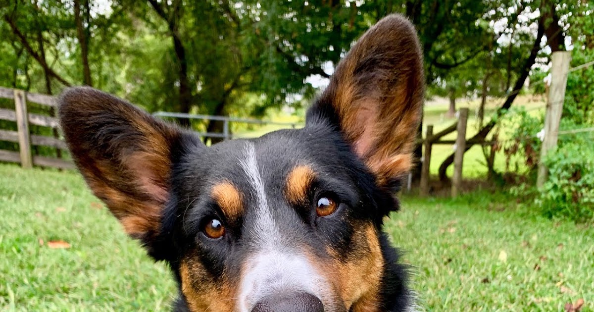 Big Ears Kennel Bruno , top hand