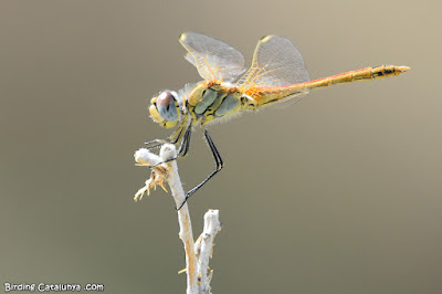 Sympetrum fonscolombii