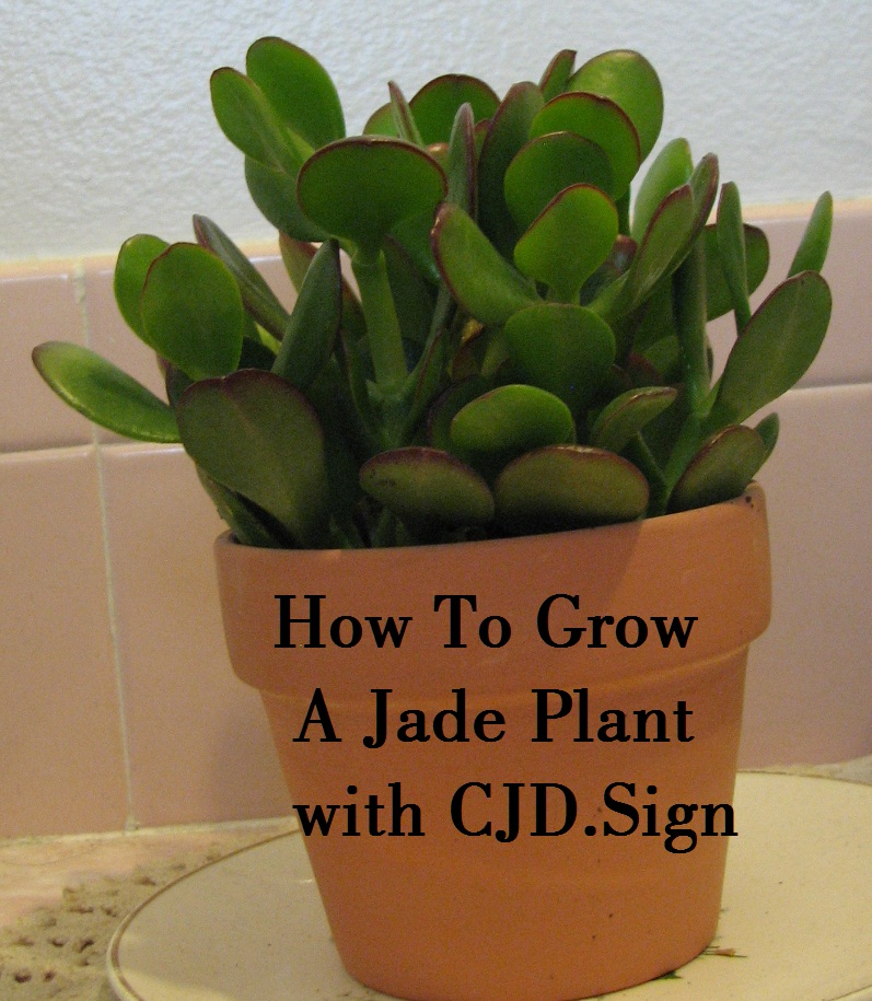 How To Grow Jade Plant