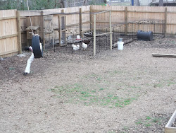 chicken netting entire wildlife covered thing run hard