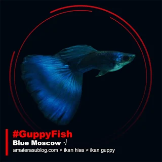 Jenis Ikan Guppy Terpopuler di Indonesia
