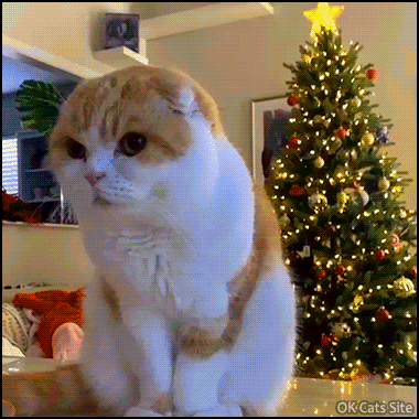 Cute Cat GIF • Can you believe it? My sweet cat never tried to climb the Xmas tree! Such a good boy. Cute Cat GIF • Can you believe it? My sweet cat never tried to climb the Xmas tree! Such a good boy.