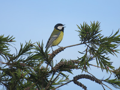 Photo of a Great Tit on a conifer branch, against a blue sky