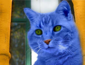 un precioso Gato Azul que me enviaron