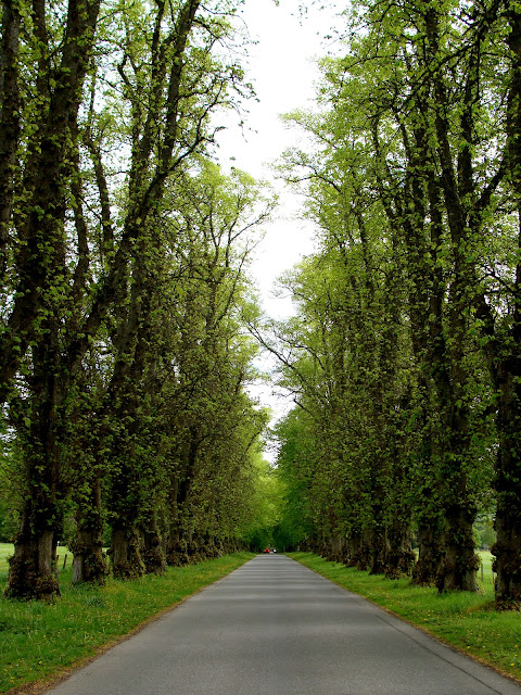 photography by ChatterBlossom of springtime trees lining a Scottish lane