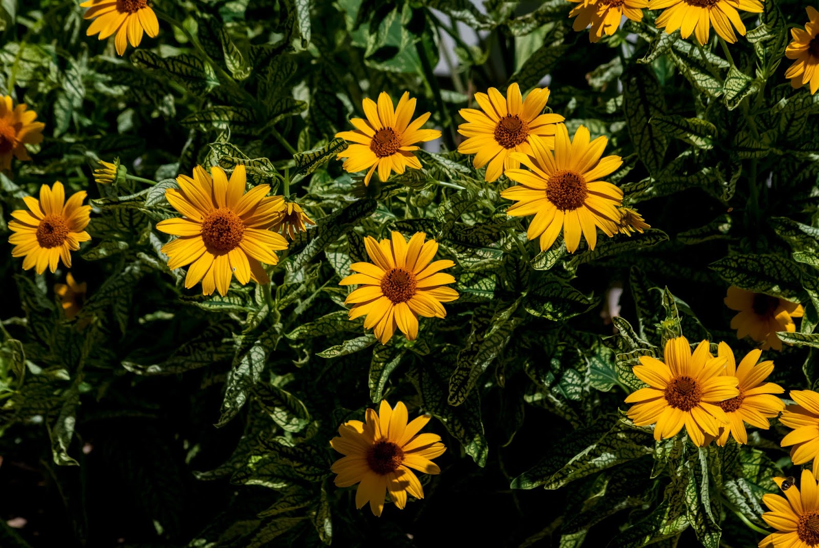 Yellow Daisy Plants For Sale