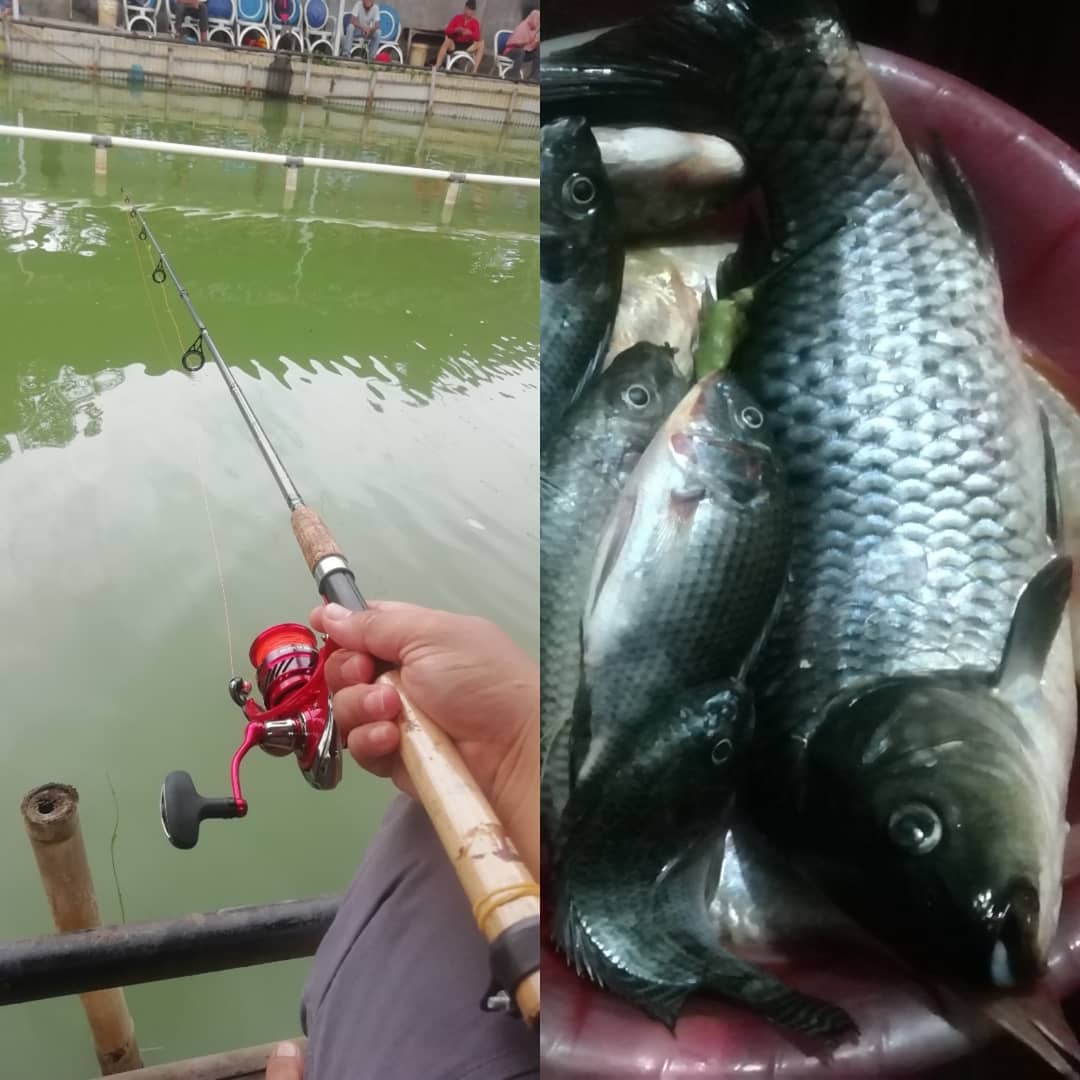 Resep Umpan Rahasia dan Cara Mancing Ikan Mas yang Jitu