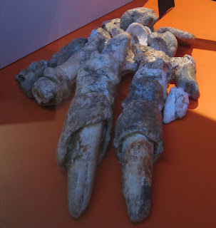 Catonyx cuvieri fosilinin pençesi