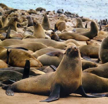 ALPHA reader Interview with Margo Lanagan, author of 'Sea Hearts'