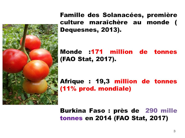 Données sur la production de la tomate