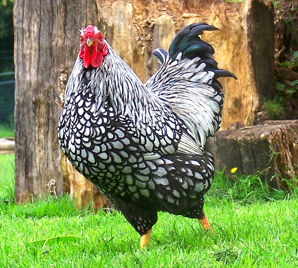 wyandotte chicken, wyandotte chickens, wyandotte chicken breed, wyandotte chicken egg color, wyandotte chicken characteristics