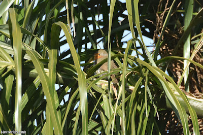Pit-roig (Erithacus rubecula)