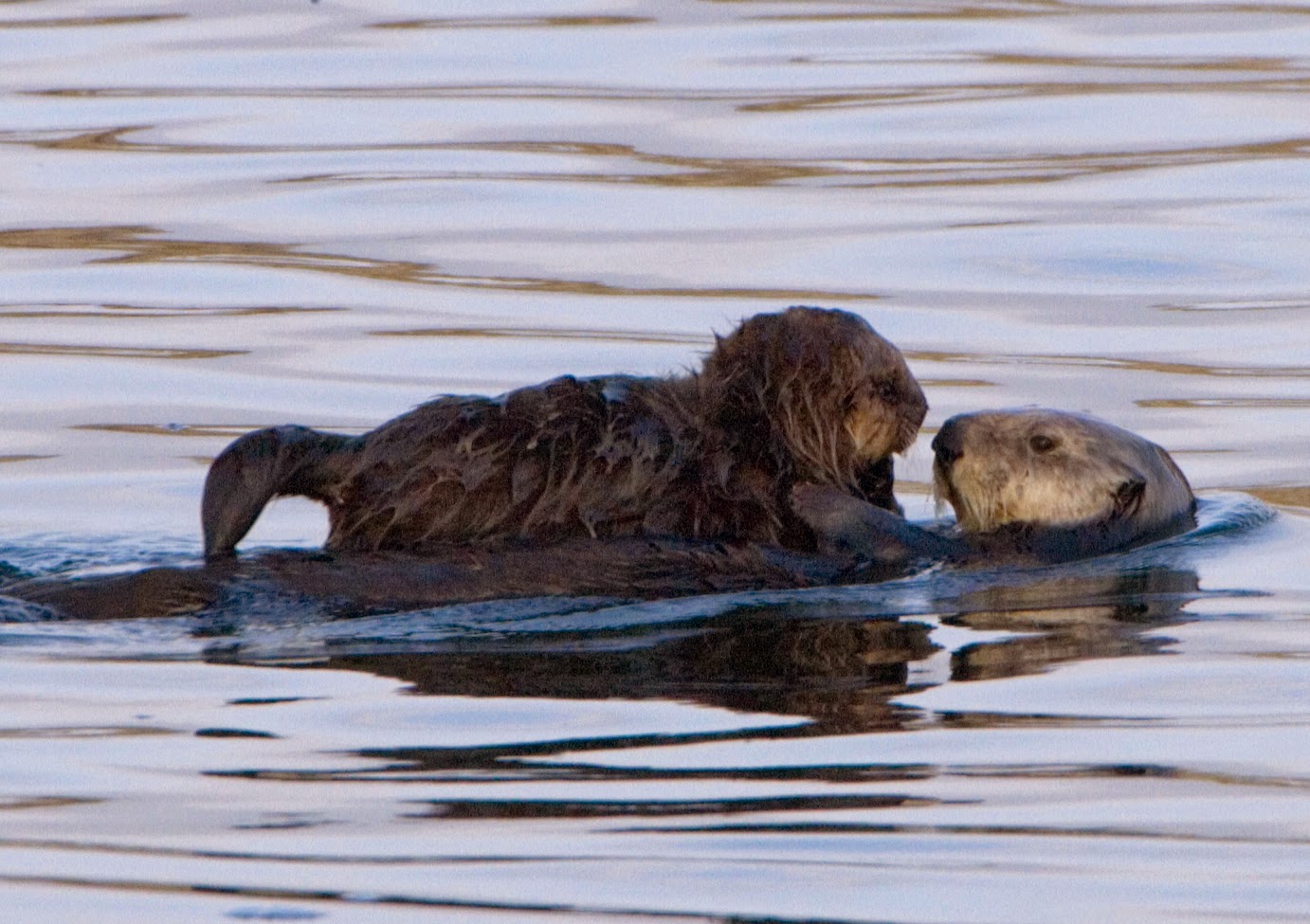 Animal Jam Active Blog: Otter Crazy!