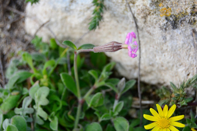 Silene sericea Silene sericea