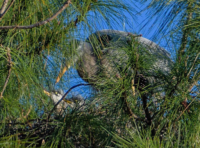 heron chicks