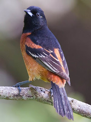 Photo of Orchard Oriole on branch Photo of Orchard Oriole on branch