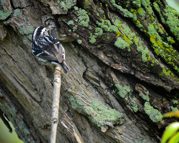 ...a female Black and White warbler forages for insects. She creeps along branches and the trunk like a nuthatch!