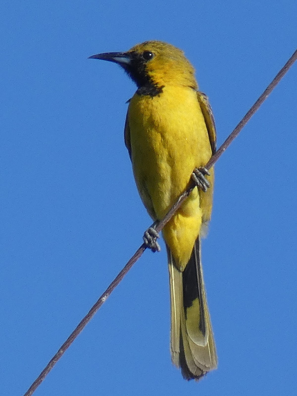 Geotripper's California Birds: The Babies are Growing Up! Hooded Oriole