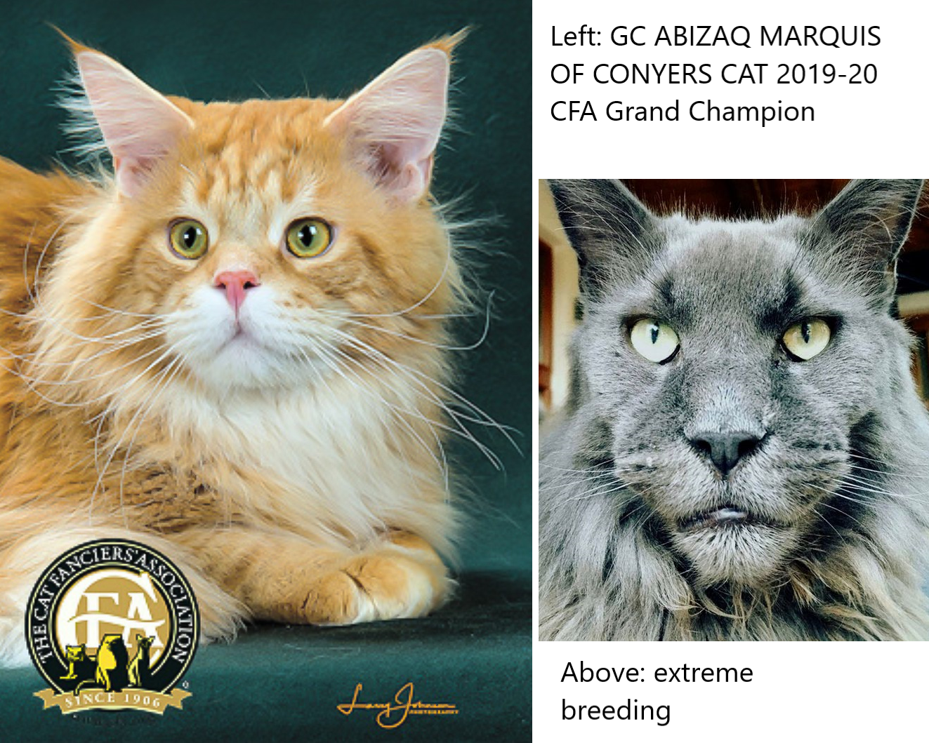 Difference between European and American Maine Coons