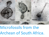 http://sciencythoughts.blogspot.com/2019/07/microfossils-from-archean-of-south.html