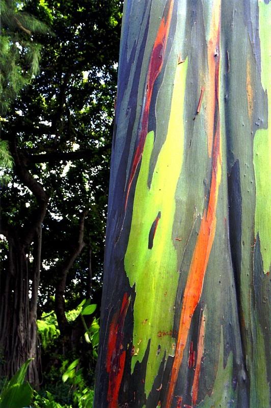 Oh, by the way...: Rainbow Eucalyptus