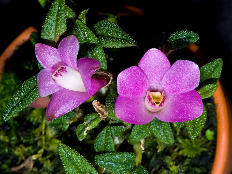 Dendrobium cuthbertsonii Pink Sky x Pink Perfektion