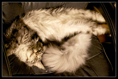 Stalone, maine coon kitten sleeping on a chair