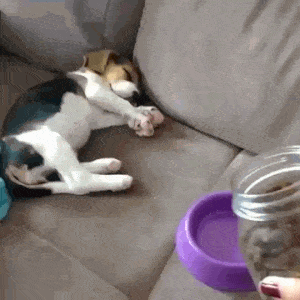 tumblr_pfm6abObYt1rxonako1_400.gif