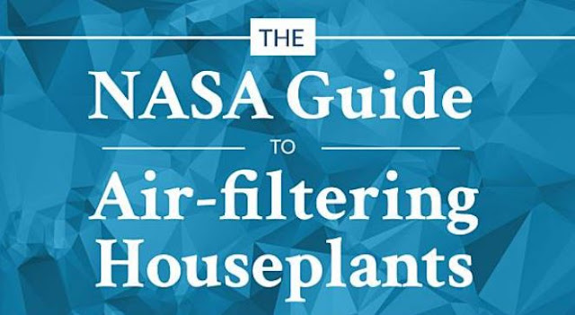 Best indoor plants for your Home purify the air during COVID-19 NASA