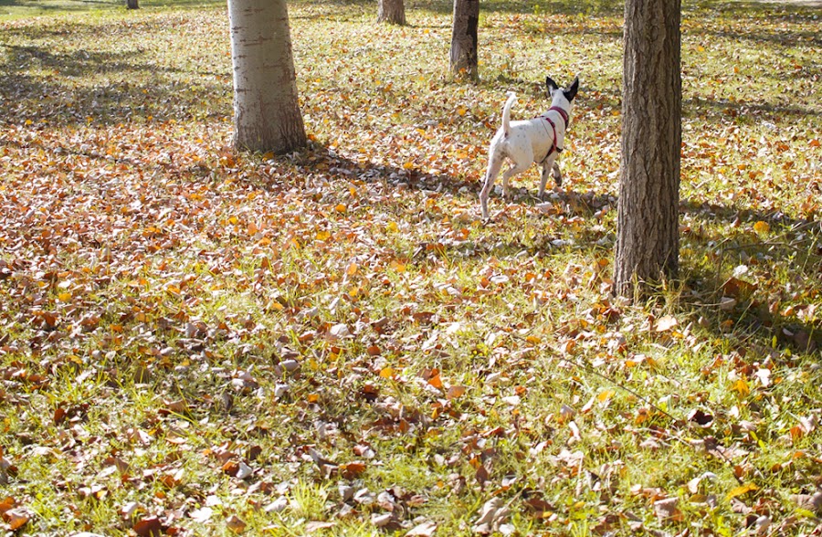 zaragoza otoño fotografía