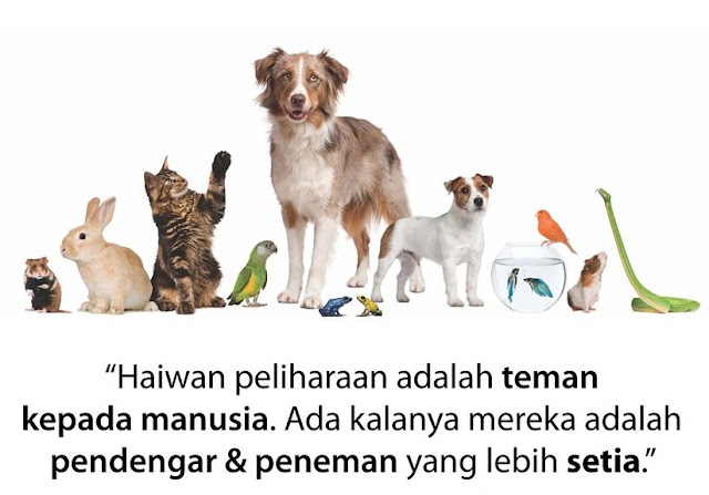 Anda Pencinta Haiwan? Jom Terjah Dogscorner