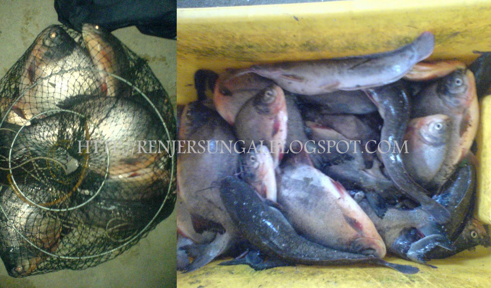 Renjer Sungai INFO TENTANG IKAN PACU jpg (1600x938)