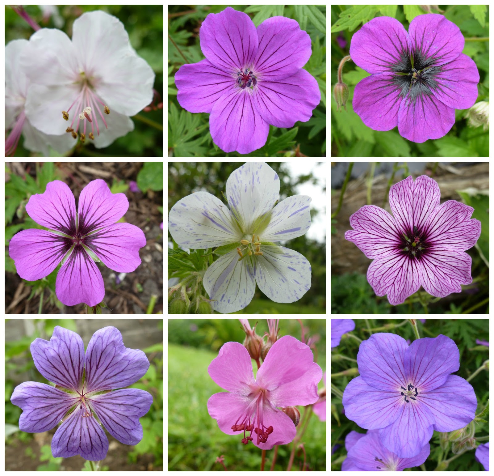 selfsewn geraniums or pelargoniums