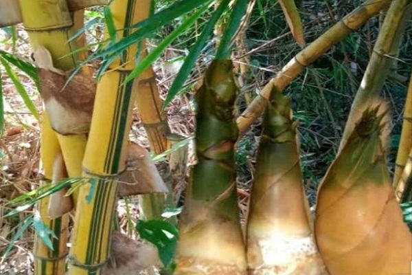 Cara Menanam Bambu Kuning Dan Merawatnya Tukang Kuli Cara Menanam Bambu Kuning Dan Merawatnya Tukang Kuli