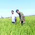 Babinsa Sindutan Pendampingan Petani Cek Tanaman Padi