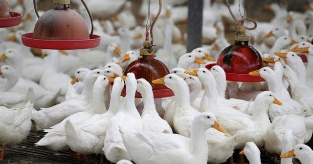 CV.SAHABAT TERNAK KEDIRI seputar harga bebek/itik siap CV.SAHABAT TERNAK KEDIRI seputar harga bebek/itik siap