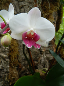 Allan Gardens Conservatory white and purple Phalaenopsis orchid by garden muses-not another Toronto gardening blog