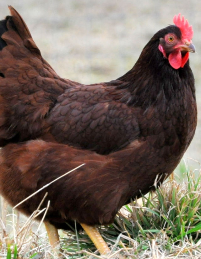 Top 10 Best Egg Laying Chicken Breeds - Fresh Eggs Daily® with Lisa Steele