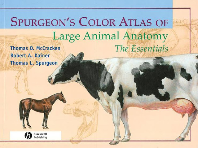 Spurgeon's Color Atlas of Large Animal Anatomy the Essentials  - WWW.VETBOOKSTORE.COM