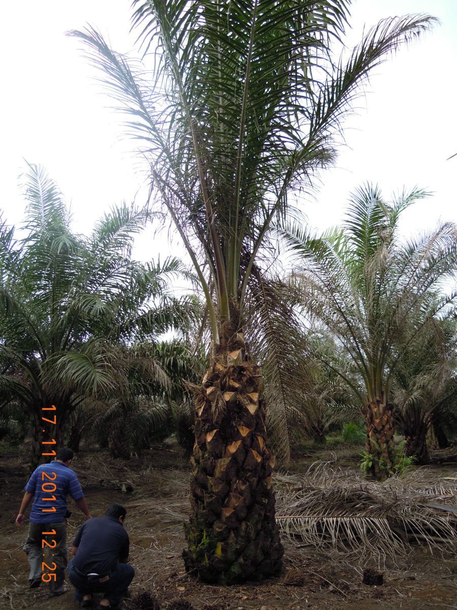 AGRICULTURE for Next Destination in Life: Defisiensi Unsur Hara pada