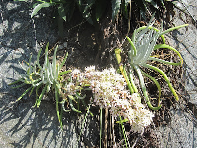 San Gabriel Mountains dudleya, Dudleya densiflora, San Gabriel Canyon